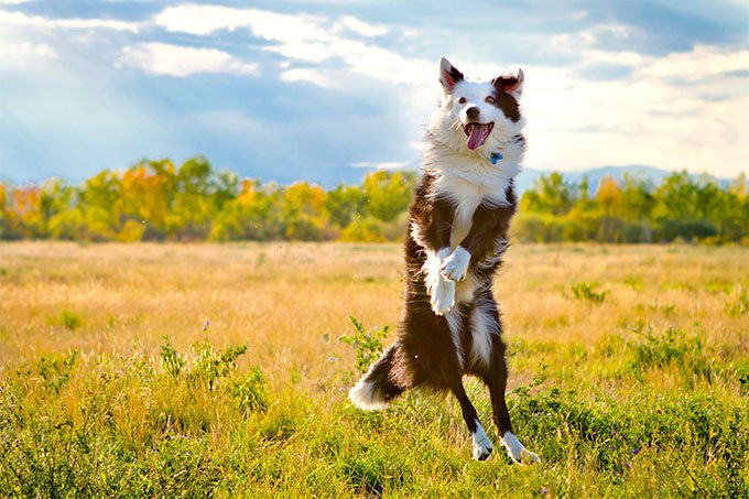 foto Perro Border Collie