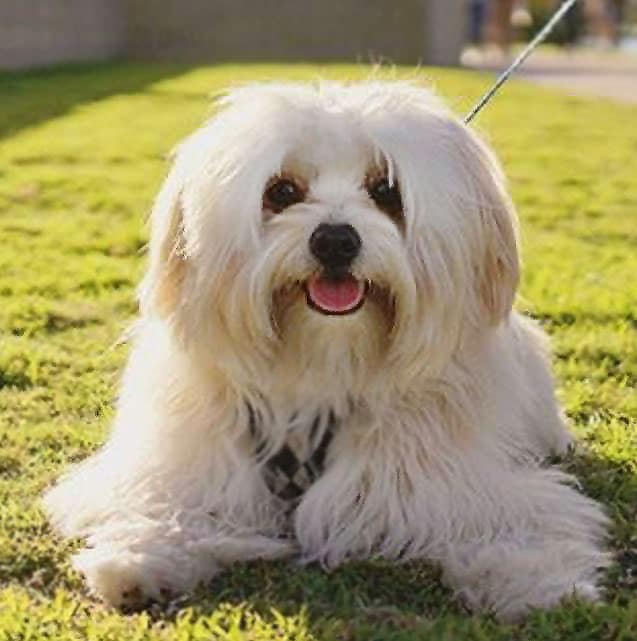foto Perro Lowchen