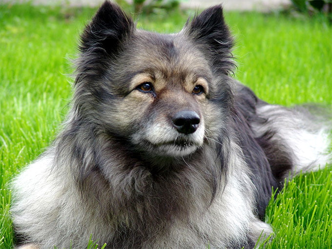 foto Perro Keeshond