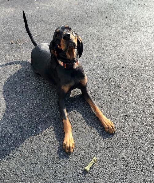 foto Perro Coonhound Negro y Fuego