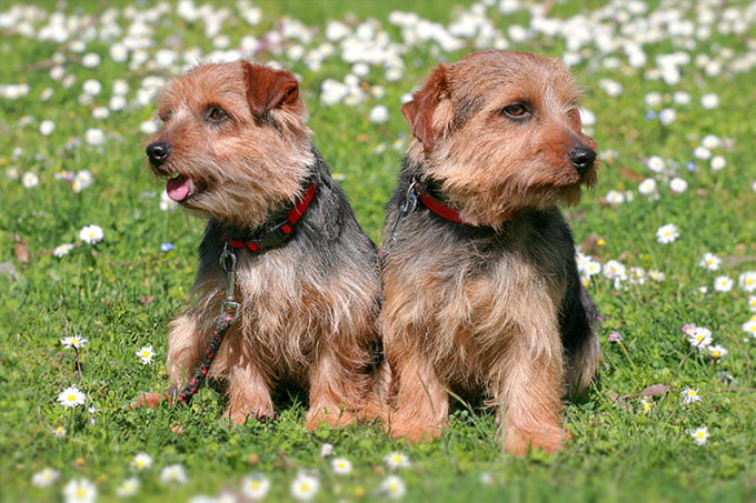 foto Perro Norfolk Terrier