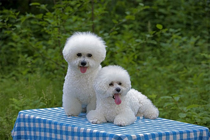 foto Perro Bichon Frise