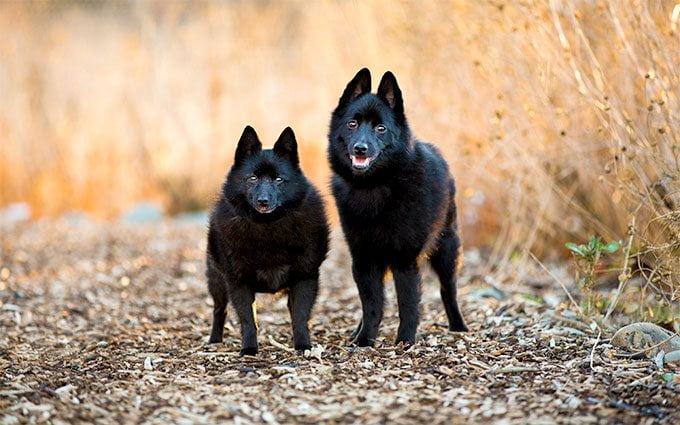 foto Perro Schipperke