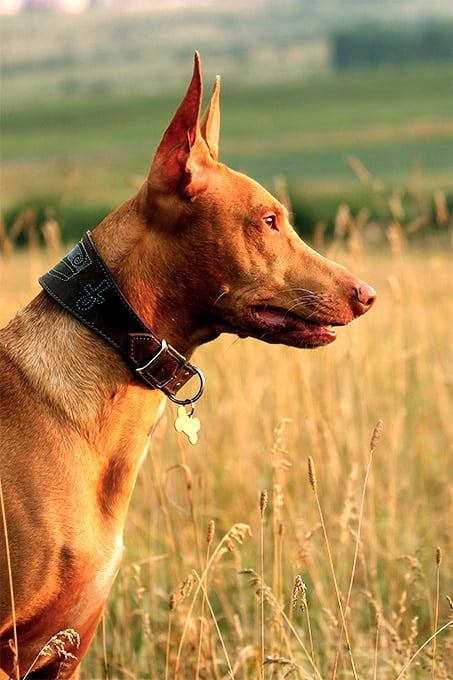 foto Información sobre la raza de perro Pharaoh Hound, fotos, características y hechos