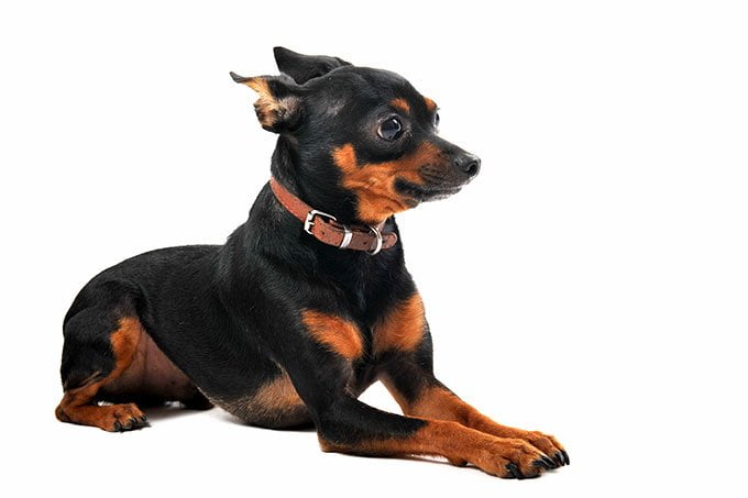 foto Perro Pinscher Miniatura