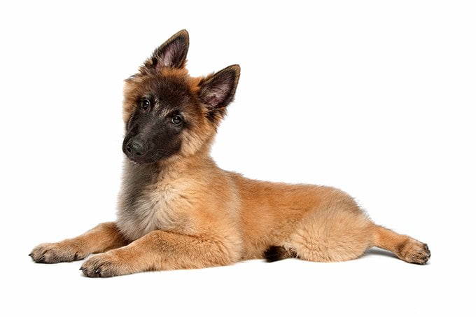 foto Perro Tervuren Belga