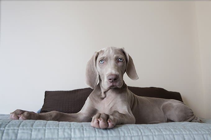 foto Perro Weimaraner
