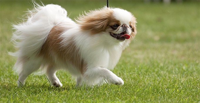 foto Perro Chin Japonés