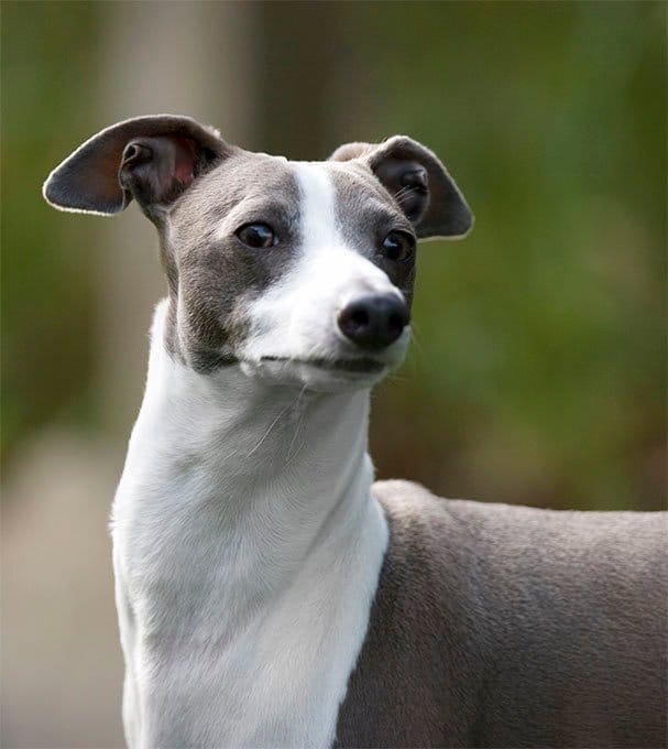 foto Perro Galgo Italiano