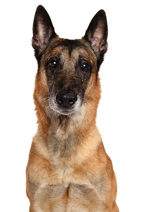 foto Información, fotos, características y datos de la raza de perro Belga Malinois