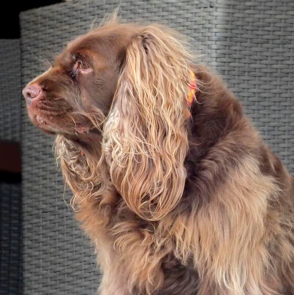foto Perro de Sussex Spaniel