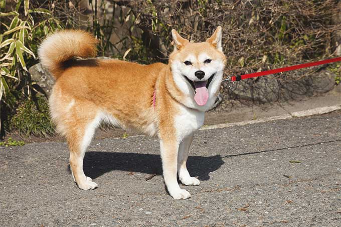 foto Perro Shiba Inu