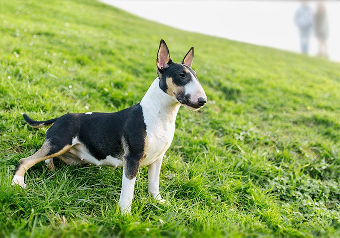 foto Perro Bull Terrier