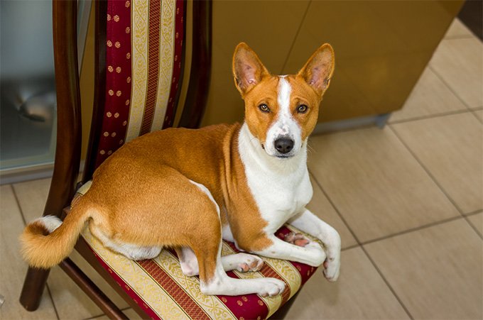 foto Perro Basenji
