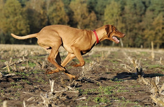 foto Perro Vizsla