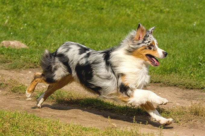 foto Perro pastor australiano