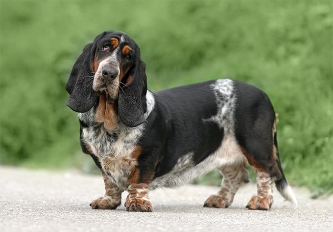 foto Perro Basset Hound