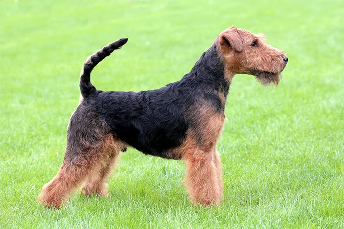 foto Perro Welsh Terrier