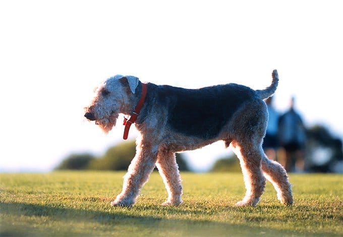 foto Perro Fox Terrier