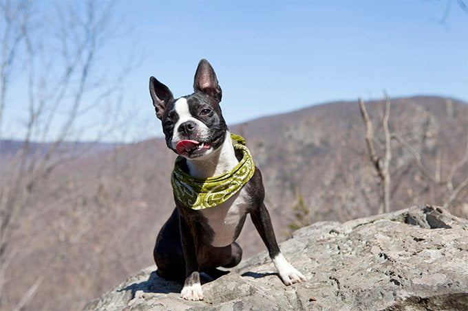 foto Perro Boston Terrier