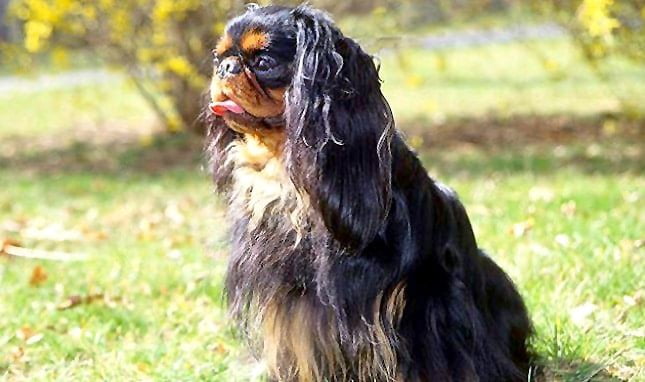 foto Perro de raza Toy Spaniel Inglés