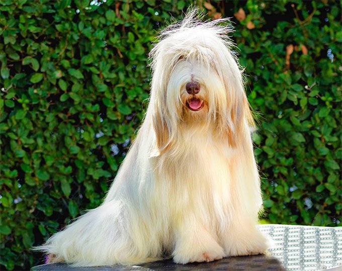 foto Perro Bearded Collie