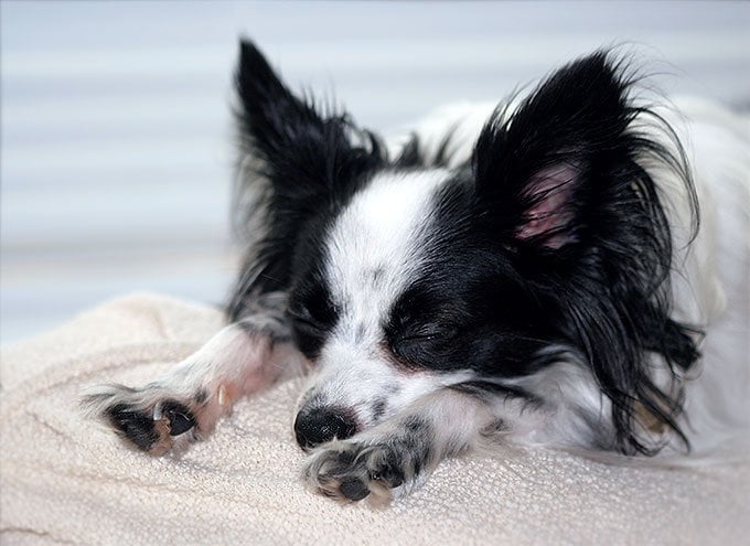 foto Perro Papillon