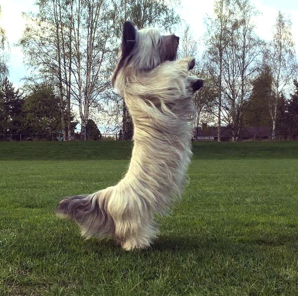 foto Perro Skye Terrier