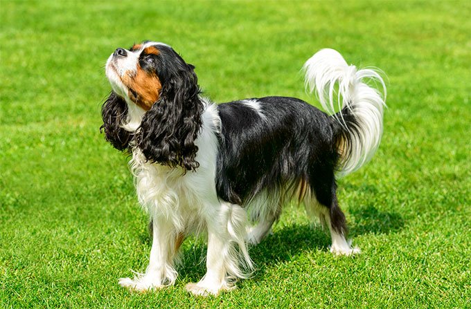 foto Perro Cavalier King Charles Spaniel