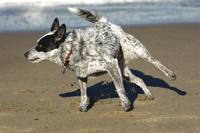 foto Perro Boyero Australiano