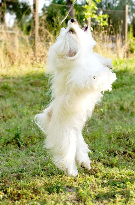 foto Perro Maltés
