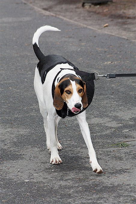 foto Perro Foxhound Americano