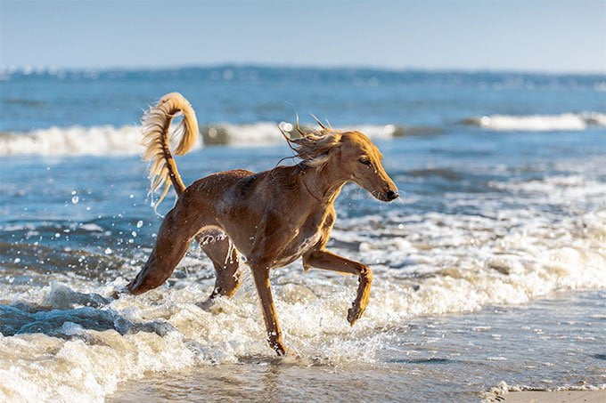 foto Información sobre la raza de perro Saluki, fotos, características y hechos