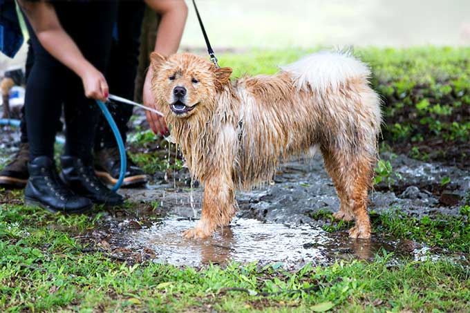 foto Chow Chow Perro