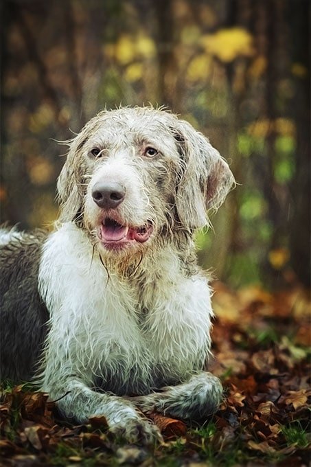 foto Deerhound escocés - Información, fotos, características y hechos