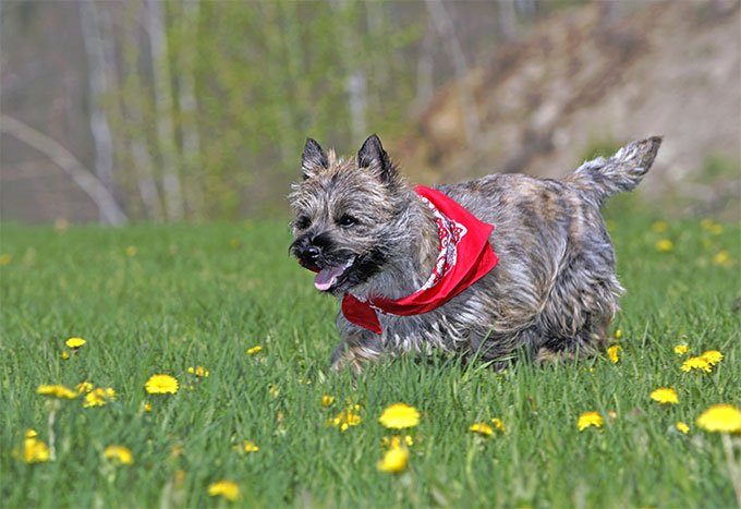 foto Perro Cairn Terrier