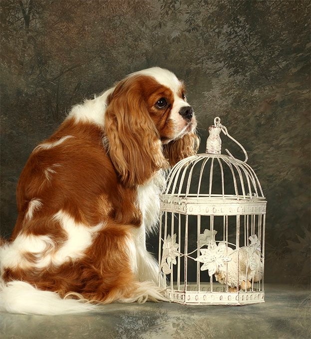 foto Perro Cavalier King Charles Spaniel