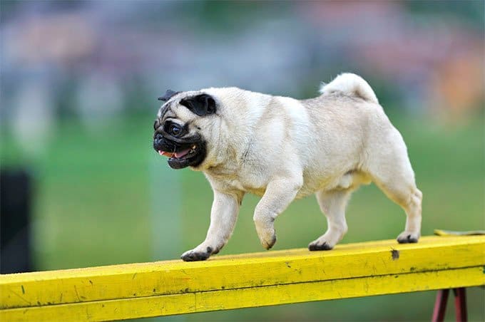 foto Perro Pug