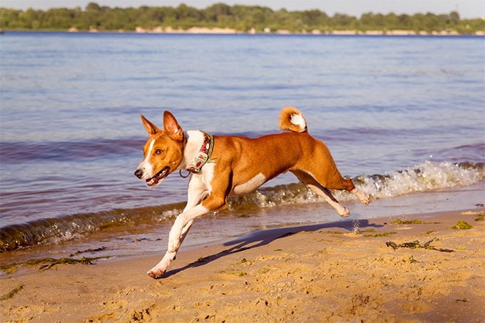 foto Perro Basenji
