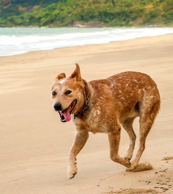 foto Perro Boyero Australiano