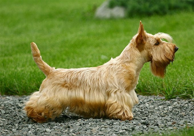 foto Perro Terrier Escocés