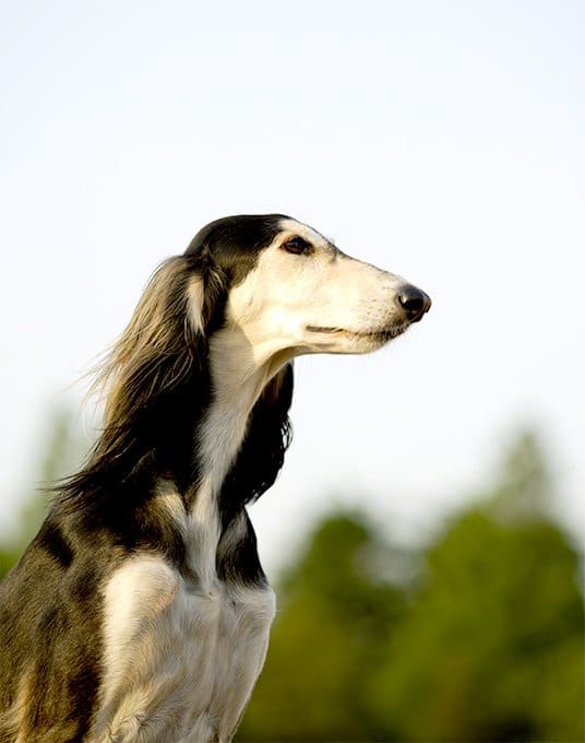 foto Información sobre la raza de perro Saluki, fotos, características y hechos