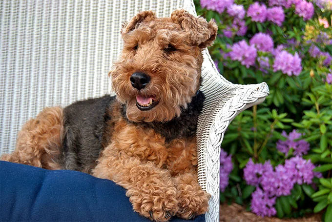 foto Perro Welsh Terrier