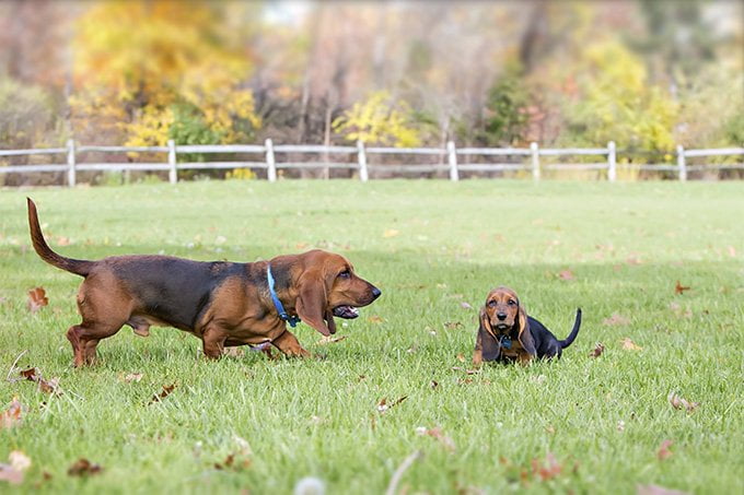 foto Perro Basset Hound