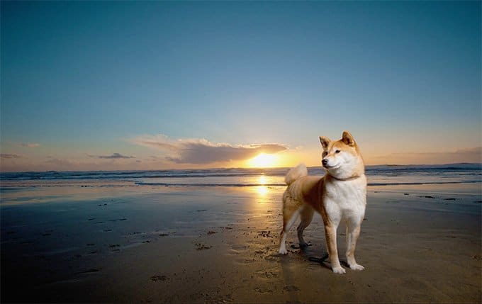 foto Perro Shiba Inu