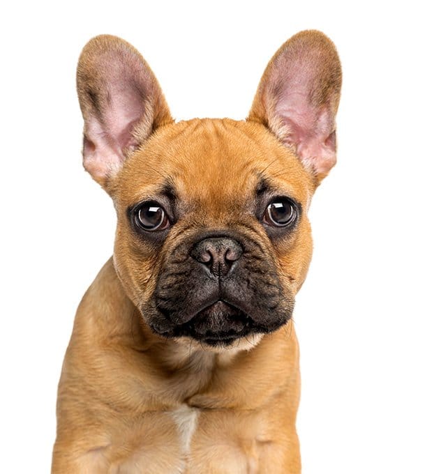 foto Perro Bulldog Francés