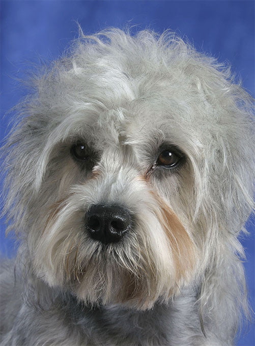 foto Dandie Dinmont Terrier