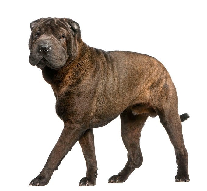 foto Perro Shar-Pei Chino