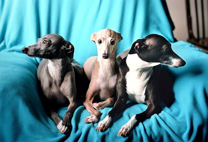 foto Perro Galgo Italiano