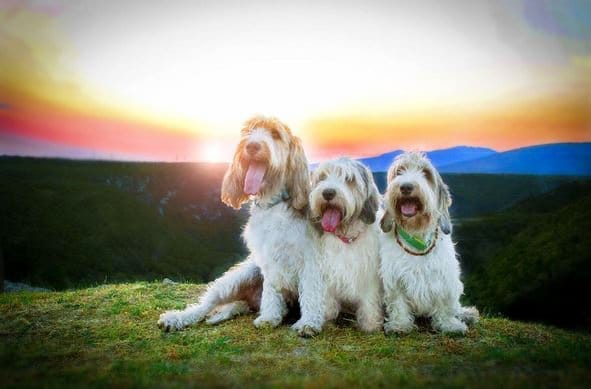 foto Perro de raza Petit Basset Griffon Vendeen